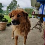 Sindhu Lokanath Instagram - Happiness is dogs ❤️