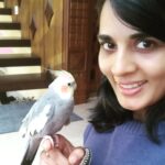 Sindhu Lokanath Instagram - Happy Sunday🌹🦜 . #cocktaeil #birdsofinstagram #cutebirds #talkingparrots