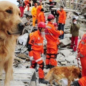 Sinem Öztürk Instagram - Hadi bakalım yine size işimiz düştü canlar, oysa biz sizi aç bıraktık, susuz bıraktık, sizi kürekle döverek öldürdük, zehirledik, arabanın arkasına bağlayıp sürükledik, hakkınızı helal edin ve şimdi gidip enkazın altındaki canlara can olun Allah yardımcınız olsun 🙏🏻 #deprem