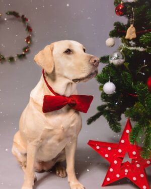 Sissi Martins Instagram - Que este Natal os humanos partilhem o mesmo recheio dos corações destes nossos patudos.
Que este Natal seja sobre respeito e amor incondicional! 

#merrychristmas #smile
#sissiruben #mydog #feelings #joy #christmastime #photooftheday 

🎄📸@carlitos19700 e @joanatavares13