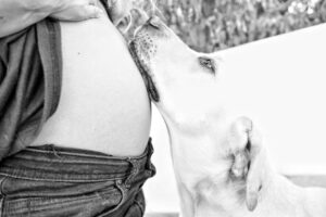Sissi Martins Instagram - Ela soube antes de nós...
O Amor incondicional 

#aiqueestáquase #dogandbaby #pregnancy #babyloading #babyontheway #barkyn
#sissiruben #loveislove🌈