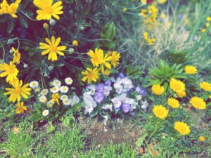 Sister Claire Instagram - 💐お散歩で見つけた春だよ☺️.
.
.
すみれの花、可愛くて好き。