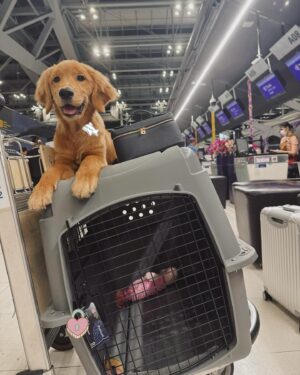 Sita Chutipaworakarn Instagram - Coco in Korea ทำไอจีให้โค่ดีไหมน้า!