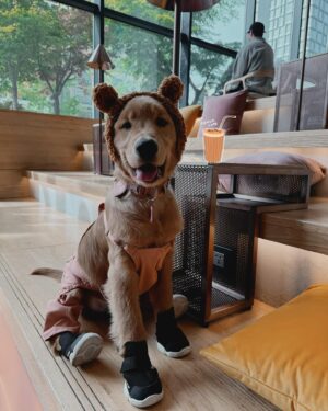 Sita Chutipaworakarn Instagram - Coco in Korea ทำไอจีให้โค่ดีไหมน้า!