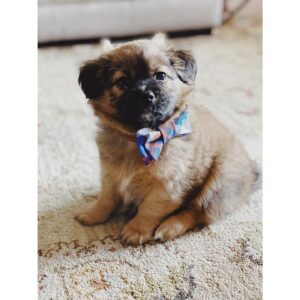 Skyler Samuels Instagram - There’s been a notable void since our sweet family dog of more than 15yrs passed away in December. My mom and I decided to foster through @tobiessmalldogrescue to bring a little puppy love back into our life. Little did we know we would “foster fail” and fall especially in love with this little guy. Not a fail at all, this is a foster WIN. We’ve been lucky enough to spend the last week with this little guy and his two sisters. We are grateful all three dogs have found wonderful homes, including ours. Welcome to the family little man 🐶💙 #foster #fosterdog #adoptdontshop