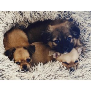 Skyler Samuels Instagram - There’s been a notable void since our sweet family dog of more than 15yrs passed away in December. My mom and I decided to foster through @tobiessmalldogrescue to bring a little puppy love back into our life. Little did we know we would “foster fail” and fall especially in love with this little guy. Not a fail at all, this is a foster WIN. We’ve been lucky enough to spend the last week with this little guy and his two sisters. We are grateful all three dogs have found wonderful homes, including ours. Welcome to the family little man 🐶💙 #foster #fosterdog #adoptdontshop