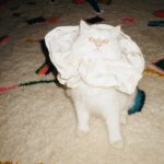 SoKo Instagram - 💫 HARD LAUNCH : This is COMET cat 💫 #meow #siberiancat 📸 by @miriam_marlene