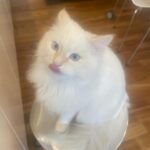 SoKo Instagram - 💫 HARD LAUNCH : This is COMET cat 💫 #meow #siberiancat 📸 by @miriam_marlene