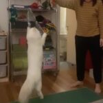 SoKo Instagram - 💫 HARD LAUNCH : This is COMET cat 💫 #meow #siberiancat 📸 by @miriam_marlene