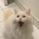 SoKo Instagram - 💫 HARD LAUNCH : This is COMET cat 💫 #meow #siberiancat 📸 by @miriam_marlene