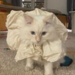 SoKo Instagram - 💫 HARD LAUNCH : This is COMET cat 💫 #meow #siberiancat 📸 by @miriam_marlene