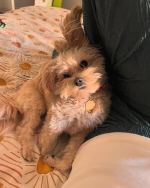 Sol Rodríguez Instagram - Fotos con mi bebe Buñuelo xq la extraño muchooo 🥹🫶🏽💖
Pics with my baby Buñuelo bc i miss her soo muchh