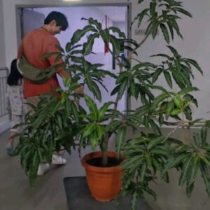 Somaline Ang Instagram - My life lately
1 Right before I cut my long hair
2 Nick helping to transport my mango tree in the middle of the night 
3 Sunbirds building nest on my lemon tree!!!!!
4 It's the hardest night ever in my life
5 Nick showing off he's married 
6 My loves🌶🌶🌶
7 Growing long beans 
8 One and only mango hanging on the tree, so must take picture
9 Saw a bunch of cute chickens after our stunt training