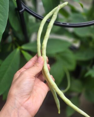 Somaline Ang Instagram - My life lately
1 Right before I cut my long hair
2 Nick helping to transport my mango tree in the middle of the night 
3 Sunbirds building nest on my lemon tree!!!!!
4 It's the hardest night ever in my life
5 Nick showing off he's married 
6 My loves🌶🌶🌶
7 Growing long beans 
8 One and only mango hanging on the tree, so must take picture
9 Saw a bunch of cute chickens after our stunt training