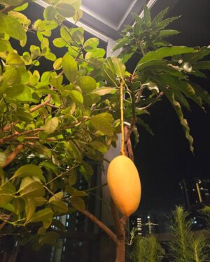 Somaline Ang Instagram - My life lately
1 Right before I cut my long hair
2 Nick helping to transport my mango tree in the middle of the night 
3 Sunbirds building nest on my lemon tree!!!!!
4 It's the hardest night ever in my life
5 Nick showing off he's married 
6 My loves🌶🌶🌶
7 Growing long beans 
8 One and only mango hanging on the tree, so must take picture
9 Saw a bunch of cute chickens after our stunt training