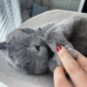 Son Tae-young Instagram - 🩷😽🐈‍⬛