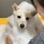 Song Su-i Instagram - ˚ ༘ ೀ⋆🥚｡˚🐾₊˚ෆ
