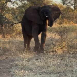Sophie Morgan Instagram - Accessible Safari, anyone?!

This is INCREDIBLE place is Ximuwu (@ximuwu.safari.lodge) in South Africa…it’s the World’s First Luxury   Accessible Private Safari Lodge and you can win a FREE TRIP through Wheel The World (@wheeltheworld)! 

Head to @ximuwu.safari.lodge for more info and enter the GIVEAWAY via @wheeltheworld 

Link to read my @CondeNastTraveller article about my trip to Ximuwu last year via the link in my stories. 

#AccessibleSafari #Wheelchair #Adventure #WheelTheWorld #Safari #InclusiveDesign #IncluTravel