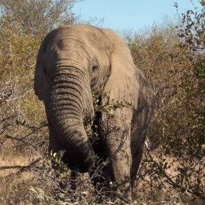 Sophie Morgan Instagram - Accessible Safari, anyone?!

This is INCREDIBLE place is Ximuwu (@ximuwu.safari.lodge) in South Africa…it’s the World’s First Luxury   Accessible Private Safari Lodge and you can win a FREE TRIP through Wheel The World (@wheeltheworld)! 

Head to @ximuwu.safari.lodge for more info and enter the GIVEAWAY via @wheeltheworld 

Link to read my @CondeNastTraveller article about my trip to Ximuwu last year via the link in my stories. 

#AccessibleSafari #Wheelchair #Adventure #WheelTheWorld #Safari #InclusiveDesign #IncluTravel