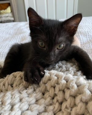 Sophie Reynolds Instagram - everyone say hello to little Remus