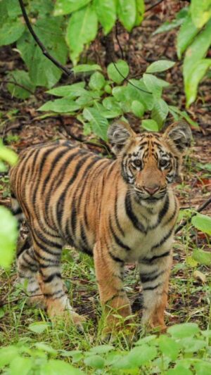 Sri Sudha Bhimireddy Instagram - After long waited safari in the morning, suddenly I looked behind the jeep, then I saw one of the Veera cubs crossing the track and then we started back to find out the other cub.tiny cubs my ever loved first sighting with such a tiny cubs❤️❤️❤️amazing sighting.. cubs playing and they r curious and crazy about the jeeps and tourists to find out who we r ??🤞🤞🤞 #tadoba #belarazone  September 23-2023… my last day safari with unexpected sighting ..
Thank u @himanshubagde_wildlife for trusting me when I said I saw something crossing.  Thank u @varunthakkar156 for the equipment u provided to me and the reason behind these images and videos
