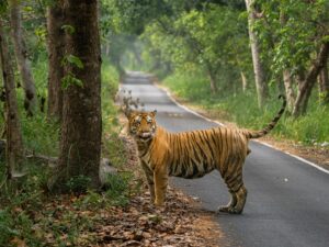 Sri Sudha Bhimireddy Instagram - Pilibhit tigers are special in body size and structure.. Pilibhit tiger reserve is the finest examples of exceedingly diverse and productive Terai ecosystems.its special type of ecosystem with vast open spaces and sufficient feed for the elegant predators, tigers looks heavy and healthy compared to the  tigers from other parks.INSTAED of HEADON, I prefered to capture tiger from Pilibhit in my own style to show its body size …. @iamrohitmanuja #indianwildlifeofficial #wilderness #wildlifephotography #tiger #pilibhit #pilibhitstories #indianwildlifeofficialtigers
