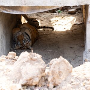 Sri Sudha Bhimireddy Instagram - Tiger under the construction 
Naaaa naaaa naaaaaa😉😜😜 the tiger resting under the construction of the concrete road… #tadoba #nayanthara c/o Bhanuskinde #tadobaandharitigerreserve #maharashtra #maharashtratourism