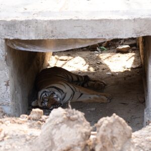 Sri Sudha Bhimireddy Instagram - Tiger under the construction 
Naaaa naaaa naaaaaa😉😜😜 the tiger resting under the construction of the concrete road… #tadoba #nayanthara c/o Bhanuskinde #tadobaandharitigerreserve #maharashtra #maharashtratourism