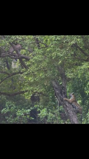 Sri Sudha Bhimireddy Instagram - It’s been 2YEARS. I started my wild life expedition capturing memories from mobile and DSLR to MIRRORLESS CAMERA,.. my first trip to KANHA , 5-7of MAY 2022 with amazing tiger sightings of DJ,DB3, NEELAM,  leopard sightings many more bird  species from jungle… especially Encountering leopard and tiger on same tree ,which I heard is a very rare sighting ….:..
Thanks to the tour operators and drivers and guides who made this happen…