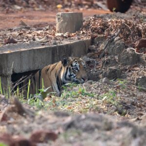 Sri Sudha Bhimireddy Instagram - Tiger under the construction 
Naaaa naaaa naaaaaa😉😜😜 the tiger resting under the construction of the concrete road… #tadoba #nayanthara c/o Bhanuskinde #tadobaandharitigerreserve #maharashtra #maharashtratourism