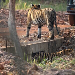 Sri Sudha Bhimireddy Instagram - Tiger under the construction 
Naaaa naaaa naaaaaa😉😜😜 the tiger resting under the construction of the concrete road… #tadoba #nayanthara c/o Bhanuskinde #tadobaandharitigerreserve #maharashtra #maharashtratourism