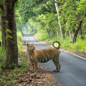 Sri Sudha Bhimireddy Instagram - Happy Sunday😎❤️🥰. #pilibhit #pilibhittigerreserve @srisudha_bhimireddy  @susheel_marcus