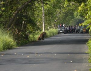 Sri Sudha Bhimireddy Instagram - It's S-3 tiger also known as KULADHI RAM,.from #pilibhit tiger reserve.i always wanted and waiting for the tiger to capture a canopy shot in this tiger reserve,YES I got it but,SaD part is it is injured In a  territory fight.... in the jungles territory fights are very common and tigers are injured very badly and sometimes tigers die with severe Injuries..#struggleforexistence ...
While im clicking the images ,I realised one thing ,and proved HUMANS ARE HUMANS ,,humans on FOOT, clicking the images of injured  tiger...