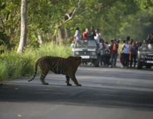 Sri Sudha Bhimireddy Instagram - It's S-3 tiger also known as KULADHI RAM,.from #pilibhit tiger reserve.i always wanted and waiting for the tiger to capture a canopy shot in this tiger reserve,YES I got it but,SaD part is it is injured In a  territory fight.... in the jungles territory fights are very common and tigers are injured very badly and sometimes tigers die with severe Injuries..#struggleforexistence ...
While im clicking the images ,I realised one thing ,and proved HUMANS ARE HUMANS ,,humans on FOOT, clicking the images of injured  tiger...