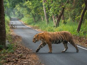 Sri Sudha Bhimireddy Instagram - Pilibhit tigers are special in body size and structure.. Pilibhit tiger reserve is the finest examples of exceedingly diverse and productive Terai ecosystems.its special type of ecosystem with vast open spaces and sufficient feed for the elegant predators, tigers looks heavy and healthy compared to the  tigers from other parks.INSTAED of HEADON, I prefered to capture tiger from Pilibhit in my own style to show its body size …. @iamrohitmanuja #indianwildlifeofficial #wilderness #wildlifephotography #tiger #pilibhit #pilibhitstories #indianwildlifeofficialtigers