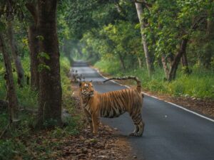 Sri Sudha Bhimireddy Instagram - Pilibhit tigers are special in body size and structure.. Pilibhit tiger reserve is the finest examples of exceedingly diverse and productive Terai ecosystems.its special type of ecosystem with vast open spaces and sufficient feed for the elegant predators, tigers looks heavy and healthy compared to the  tigers from other parks.INSTAED of HEADON, I prefered to capture tiger from Pilibhit in my own style to show its body size …. @iamrohitmanuja #indianwildlifeofficial #wilderness #wildlifephotography #tiger #pilibhit #pilibhitstories #indianwildlifeofficialtigers