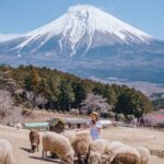Stella Lee Instagram – SAVE AND SHARE FOR FUTURE TRAVEL 🇯🇵

I have always had a soft spot of farm in Japan but this one hits different! SAVE AND SHARE FOR FUTURE TRAVEL 🇯🇵

I have always had a soft spot of farm in Japan but this one hits different! It is a hidden gem amongst local in Fujinomiya, Shizuoka. A breathtaking vast landscape of sheep running around happily with Mount Fuji standing magnificently behind them 😍✨

To reach this farm, simply hop on Shinkansen to Shin Fuji station. There’s a direct bus straight from the station to the farm, and entrance fee is 1200 yen for an adult. There are many other animals at the farm such as Llama, horses, and cows 🐄 Would you be interested in visiting this farm in the future? @makainofarm_official