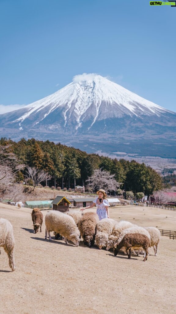 Stella Lee Instagram - SAVE AND SHARE FOR FUTURE TRAVEL 🇯🇵 I have always had a soft spot of farm in Japan but this one hits different! SAVE AND SHARE FOR FUTURE TRAVEL 🇯🇵 I have always had a soft spot of farm in Japan but this one hits different! It is a hidden gem amongst local in Fujinomiya, Shizuoka. A breathtaking vast landscape of sheep running around happily with Mount Fuji standing magnificently behind them 😍✨ To reach this farm, simply hop on Shinkansen to Shin Fuji station. There’s a direct bus straight from the station to the farm, and entrance fee is 1200 yen for an adult. There are many other animals at the farm such as Llama, horses, and cows 🐄 Would you be interested in visiting this farm in the future? @makainofarm_official