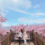Stella Lee Instagram - Kawazu Sakura has reached its peak in Kanagawa area! Who’s in Japan now?? You should check out this early bloom sakura with pink petals 🌸🌸🌸