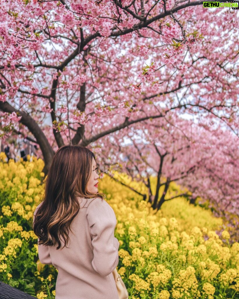 Stella Lee Instagram - Kawazu Sakura has reached its peak in Kanagawa area! Who’s in Japan now?? You should check out this early bloom sakura with pink petals 🌸🌸🌸