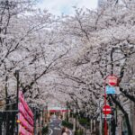 Stella Lee Instagram – My Spring Pilgrimage is to come back home to Japan for annual cherry blossom festival 🌸🌸🌸

In the last 10 years, Tokyo is my second home and I have explored all the top sakura spots in here. I even dedicated a list with GPS on SAKURA INSTAGRAM SPOTS on www.stellartravelguide.com – 100 Tokyo Spots 🇯🇵❤️ If you happen to be there, be sure to download the guide for easier coordination 😘✨