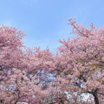 Stella Lee Instagram – Kawazu Sakura has reached its peak in Kanagawa area! Who’s in Japan now?? You should check out this early bloom sakura with pink petals 🌸🌸🌸