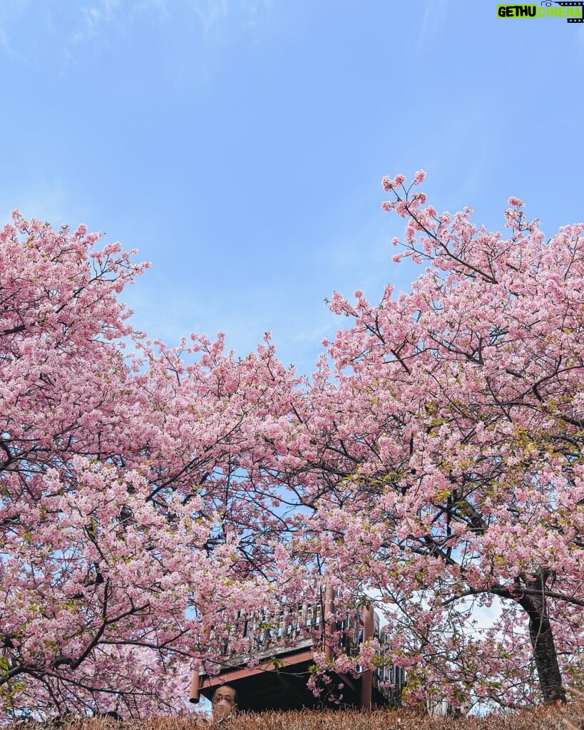 Stella Lee Instagram - Kawazu Sakura has reached its peak in Kanagawa area! Who’s in Japan now?? You should check out this early bloom sakura with pink petals 🌸🌸🌸