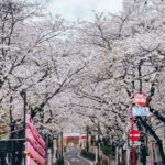 Stella Lee Instagram – “How can you shoot without other people at this busy Shibuya Sakura street?”

Well, how much do you think it cost? 😜💸