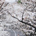 Stella Lee Instagram – This is probably the prettiest sakura video of me in 2024 and no one can convince me otherwise 😍🌸✨