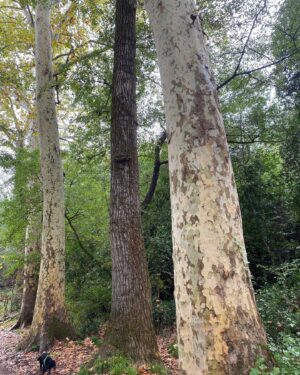 Stéphanie Pareja Instagram - Balade et surprise de la nature. Merci. 🍂🍀☘️🌱