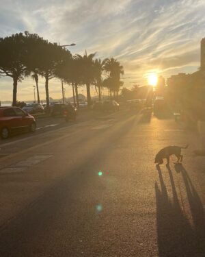Stéphanie Pareja Instagram - Dimanche hiver 24 …degrés ! ☀️❄️ 
le yoga de Dédé .
Quelle élégance, quelle souplesse 🧘‍♂️
Vive les  dabs Dogs !!! 🐾