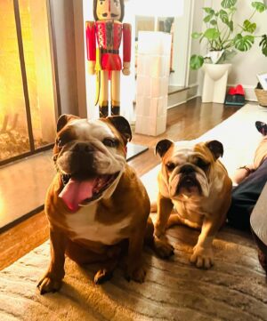 Stephanie Szostak Instagram - We caved in and let Otis have his first sleepover with his girlfriend, Greta. Too young? #chrismukkah