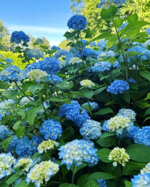 Stephanie Szostak Instagram - Hydrangeas popping everywhere