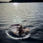Stina Wollter Instagram - Maj. För någon vecka sen, tunga kluttar snö som landade på mina kinder. I går, svett på överläpp och soltorra läppar. I morse, ett dopp i krispig kyla och sammetmörkt vatten med en svavelkysst tidig himmel som andades fram en dag som framkallade unga kvinnor med nakna lätta armar och flygigt hår på stan. På biblioteket försökte jag skriva i min egen närvaro men morgondoppet i den lilla sjön ropade i min kropp, hettade och lockade. I naturen, oavsett om det är på mossa eller i vatten blir det stilla i mig, till och med tiden bromsar in och dödens andetag som drar runt hälarna skrämmer inte. Vad gör jag här, tänkte jag i alla böckers täta oerhörda mångfald. Det är för mycket hjärna. Så jag började skriva om tallarna som har grenar bara på den sida som är vänd mot det öppna och ljusa och gråa tomma fjälliga ryggar mot skuggsidan. Rostorange armar som svajar tunga på framsidan med vippor av barr som vispar yvigt längst ut. Gestikulerande. Jag skrev mig tillbaka till platsen för doppet och då orkade jag ännu en dag med stad och hjärna. Maj, du eggande ambivalens, du löftesrika omstart, du knoppande liv mitt bland vinterns lämningar. Jag dyker rakt in i dig. Foto @olsmick